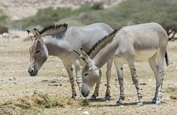 Somali wild ass — Stock Photo, Image