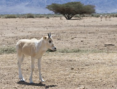 Kıvrık boynuzlu antilop Addax (Addax nasomaculatus bebek)