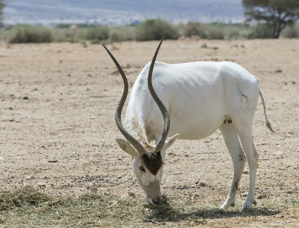 Böjda behornade antilop Addax (Addax nasomaculatus) är en vild infödda invånare av Saharaöknen — Stockfoto