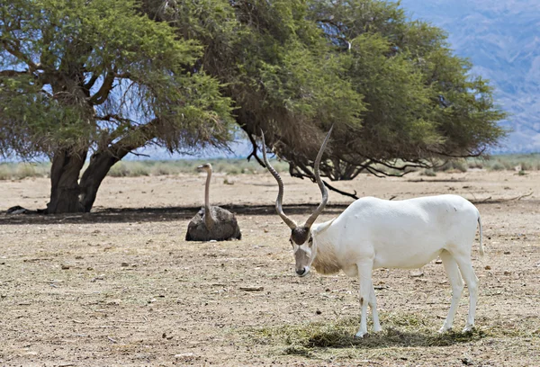 Gebogene gehörnte Antilopen Addax (Addax Nasomaculatus) ist ein wild native Bewohner der Wüste Sahara — Stockfoto