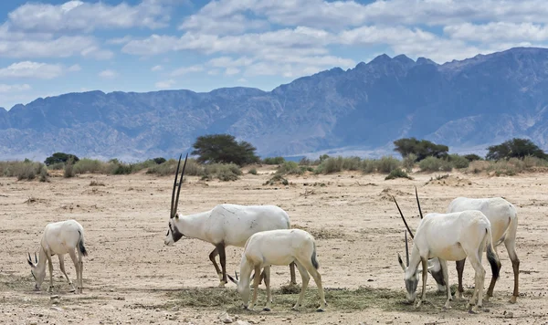 Karaca, Arap oryx (Oryx leucoryx) ıssız doğa rezerv 35 km kuzeyinde Eilat, İsrail