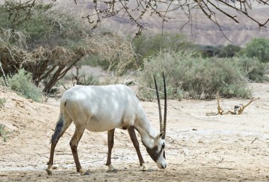 Antelope, Arabian oryx (Oryx leucoryx) in desert nature reserve near Eilat, Israel clipart