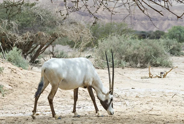 Antílopes, Orix árabe (Oryx leucoryx) en la naturaleza desierto reserva cerca de Eilat, Israel — Foto de Stock