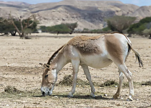 The onager (Equus hemionus) — Stock Photo, Image
