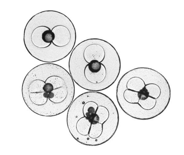 Işık mikroskobu altında gelişmekte olan balık yumurtası. Fotoğraf siyah ve beyaz filtresiyle tonda