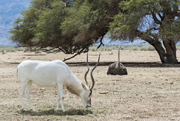 Изогнутые рогатый антилопы Addax (Addax nasomaculatus) — стоковое фото