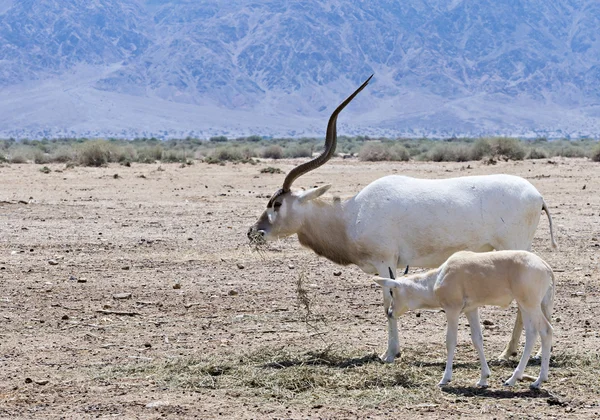 Ребенок и взрослый изогнутые рогатый антилопы Addax (Addax nasomaculatus) — стоковое фото