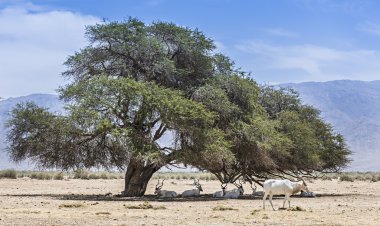 Kıvrık boynuzlu antiloplar Addax (Addax nasomaculatus) sürüsü altında akasya ağacının dalları geniş dinleniyor 