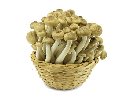 enokitake mantar beyaz zemin üzerine