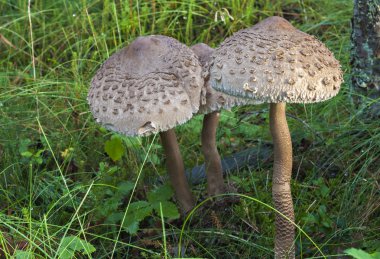 Vahşi yenilebilir mantar Macrolepiota procera