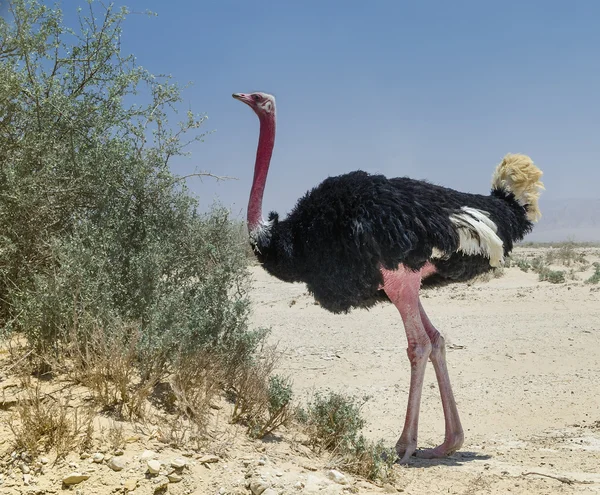 Macho de Africano avestruz (Struthio camelus) — Fotografia de Stock