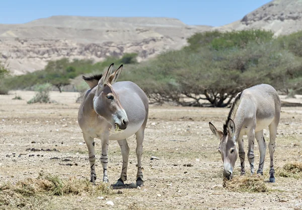 Somaliska vild åsna (Equus africanus) — Stockfoto
