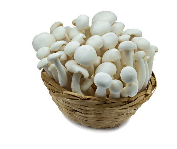 Edible enokitake mushrooms 