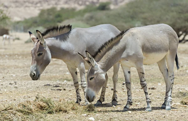Somali wild donkey (Equus africanus) — Stock Photo, Image