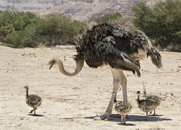 Женщина африканского страуса (Struthio camelus) с молодыми цыплятами — стоковое фото