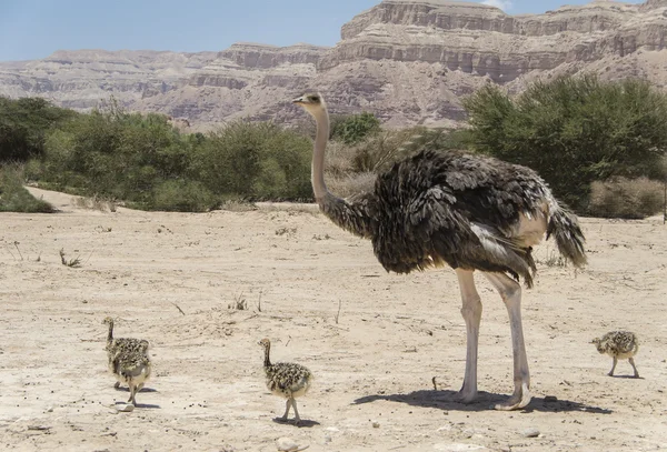 Afrikalı devekuşu genç kız ile erkek