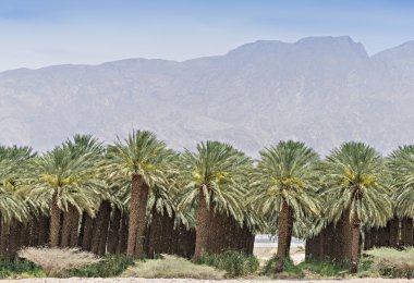 Palm plantasyon, Negev Çölü