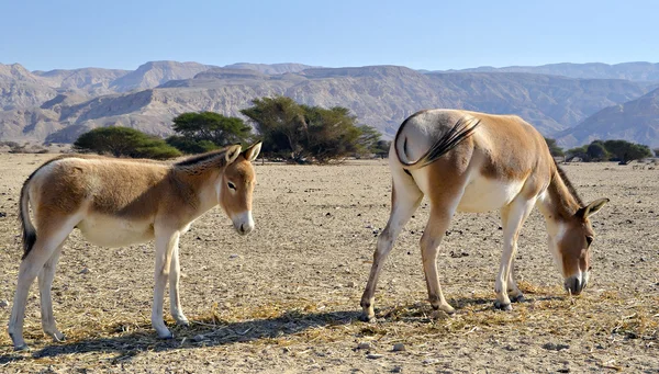 Bebé y el adulto de onager (hemionus de Equus) — Foto de Stock