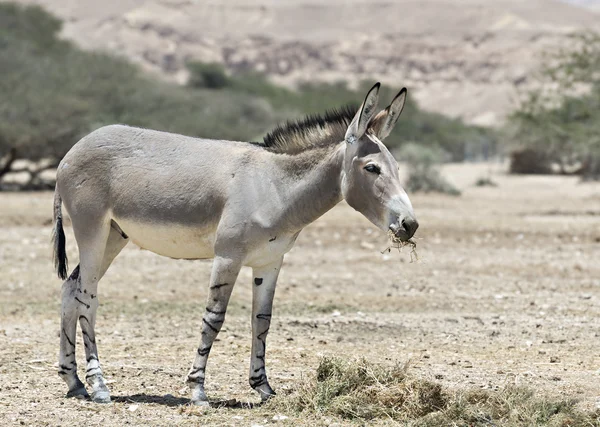 Somali vahşi eşek (Equus africanus) 