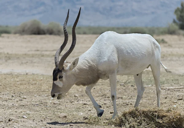 Böjda behornade antilop Addax (Addax nasomaculatus) är en vild infödda invånare av Saharaöknen. — Stockfoto