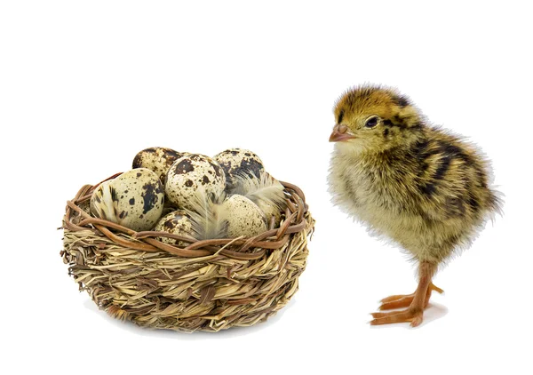 Filhote de codorna e pequena cesta com ovos de codorna — Fotografia de Stock