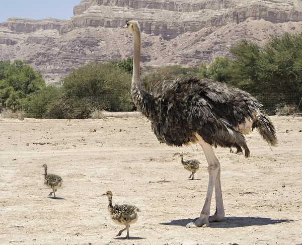 Familie der afrikanischen Strauß — Stockfoto