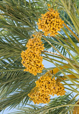 Tarihleri ve palmiye yaprakları ve dalları olgunlaşma