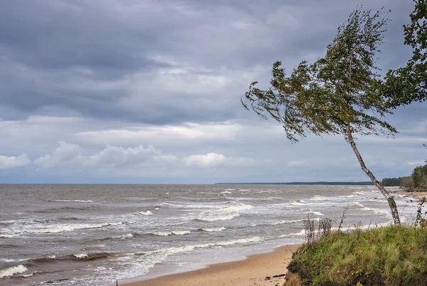 Krajobraz przybrzeżny podczas burzy jesiennych, powiat Vidzeme, Morze Bałtyckie, Łotwa — Zdjęcie stockowe