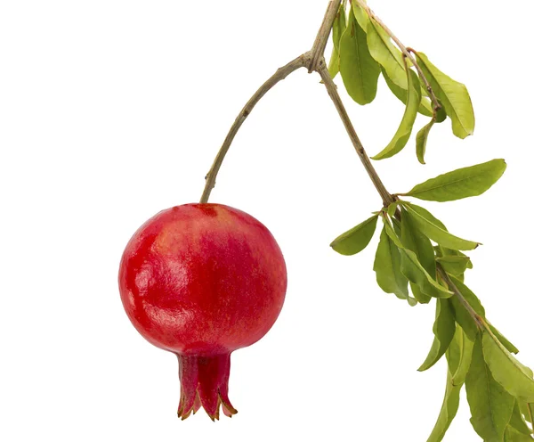 Pomegranate on white background — Stock Photo, Image