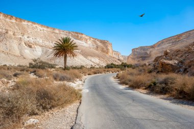 Negev 'in çöl bölgesinde asfalt yolda palmiye ağaçları ve dağlar var. 