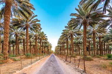 Palmiye ağaçları arasındaki kırsal yol, Orta Doğu 'daki hurmaların çöl tarım sanayisini betimliyor 