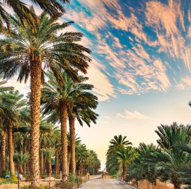 Hurma palmiyeleri arasındaki kırsal yol, Orta Doğu 'nun çöl bölgelerindeki sağlıklı tarım endüstrisini betimliyor.