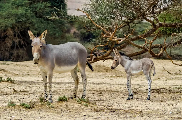 Foul Adult Somali Wild Donkey Equus Africanus Nature Reserve Middle — Stock Photo, Image
