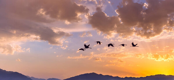 Migrating silhouettes of flock birds on background of sunset and African mountain ranges 