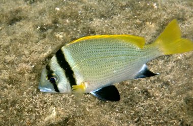Çift ölçü deniz çamı, Sparidae familyasına ait. Bilimsel adı Acanthopagrus bifasciatus. Kızıl Deniz 'in havzasında yaşar.