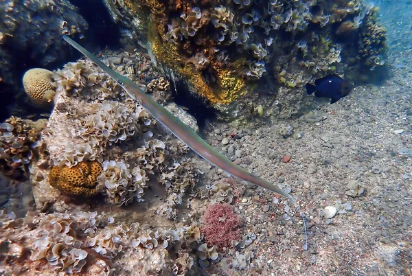Underwater View Fish Sea — Stock Photo, Image