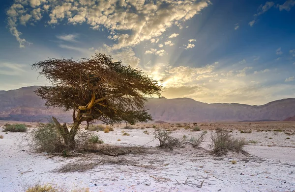 Eenzame Boom Woestijn — Stockfoto