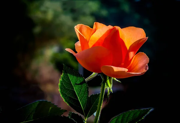 Close View Beautiful Rose Focus Bud Niewyraźne Tło — Zdjęcie stockowe