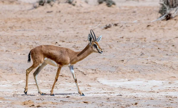 Доркас Gazella Dorcas Природном Заповеднике Пустыни Ближнем Востоке — стоковое фото