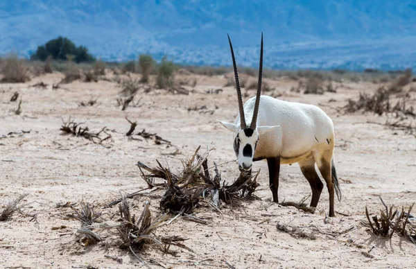 Yetişkin Antilop Arap Beyaz Antilop Oryx Dammah Orta Doğu Nun — Stok fotoğraf