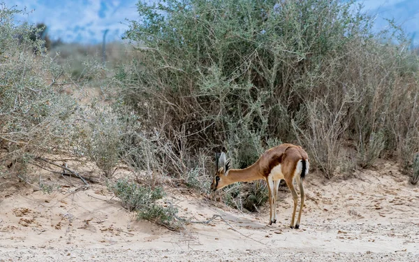 Dorcas Gazelle Gazella Dorcas Dans Réserve Naturelle Désertique Moyen Orient — Photo