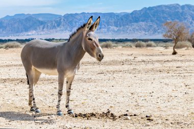 Orta Doğu 'nun doğa koruma alanında Somali yabani eşeği (Equus africanus) 