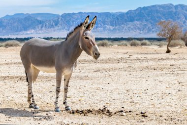Somali wild donkey (Equus africanus) in nature reserve of the Middle East  clipart