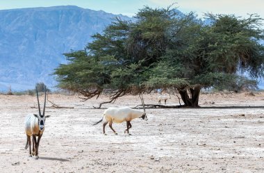 Antilop sürüsü Arap beyaz antilop (Oryx dammah), Ortadoğu 'nun doğal yaşam alanlarına yakın zamanda sokulmuştur.  