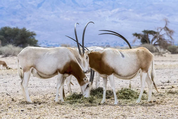 Antilop Sürüsü Olan Oryx Leucoryx Oryx Leucoryx Yakın Zamanda Sahra — Stok fotoğraf