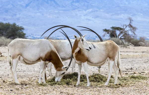 Herd Van Antilope Scimitar Horn Oryx Oryx Leucoryx Onlangs Geïntroduceerd — Stockfoto