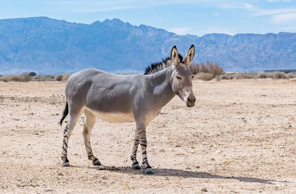 Somali Wild Donkey Equus Africanus Nature Reserve Middle East — Stock Photo, Image