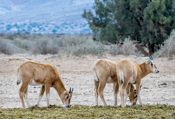 Стадо Молодых Несовершеннолетних Рогов Антилопы Ящерицы Орикс Oryx Leucoryx Опасности — стоковое фото