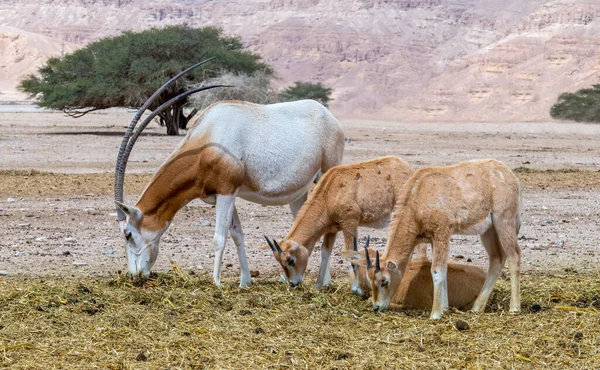 Vuxna Och Unga Individer Scimitar Horn Antilop Oryx Oryx Leucoryx — Stockfoto