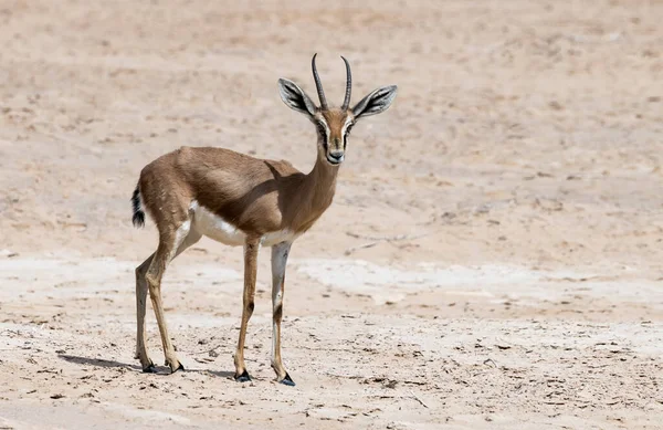 Dorcas Gazelle Gazella Dorcas Населяет Заповедники Пустыни Ближнем Востоке Расширение — стоковое фото